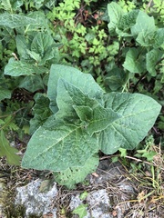 Alkekengi officinarum