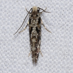 Nemapogon granella