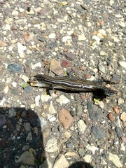 Plestiodon septentrionalis