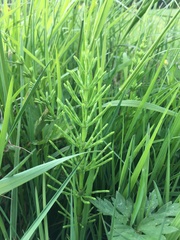 Equisetum arvense