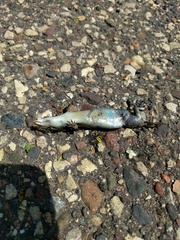 Plestiodon septentrionalis