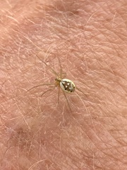 Hypsosinga holzapfelae