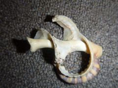 Ranella australasia