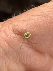 Hypsosinga holzapfelae