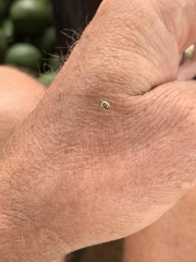 Hypsosinga holzapfelae