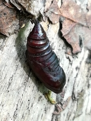 Tortrix viridana