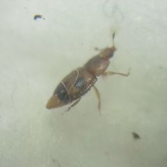 Epuraea