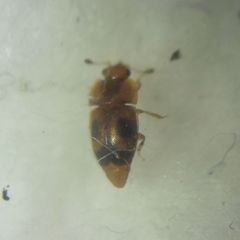 Epuraea