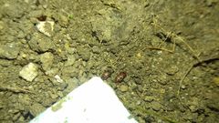 Epuraea