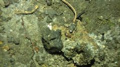 Epuraea