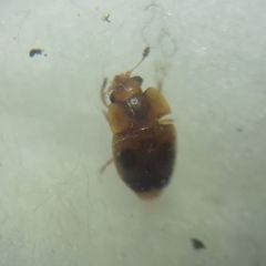 Epuraea