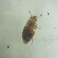Epuraea