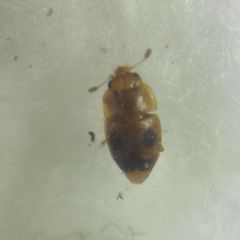 Epuraea