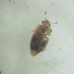 Epuraea