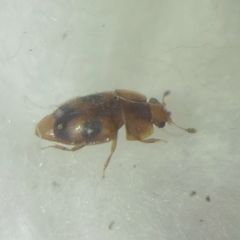 Epuraea