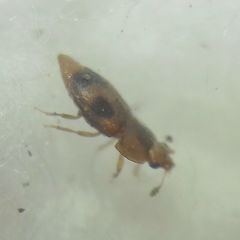 Epuraea