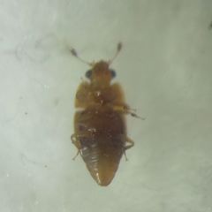 Epuraea
