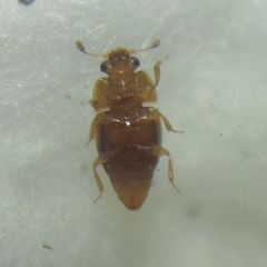 Epuraea
