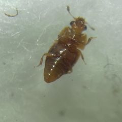 Epuraea