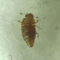Epuraea