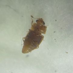 Epuraea
