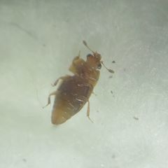 Epuraea