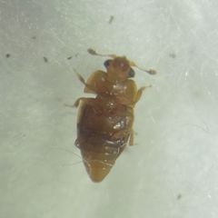 Epuraea