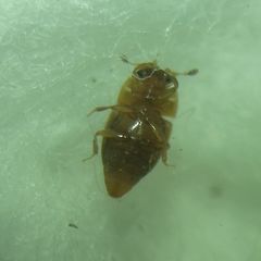 Epuraea