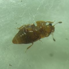 Epuraea