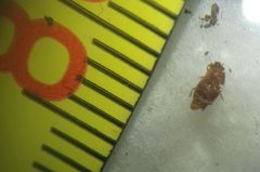 Epuraea