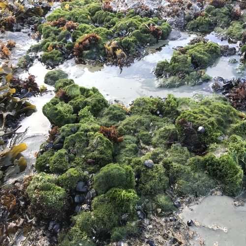 Cladophora columbiana