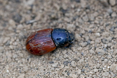 Aphodius pedellus