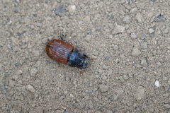 Aphodius pedellus