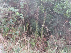 Berkheya rhapontica