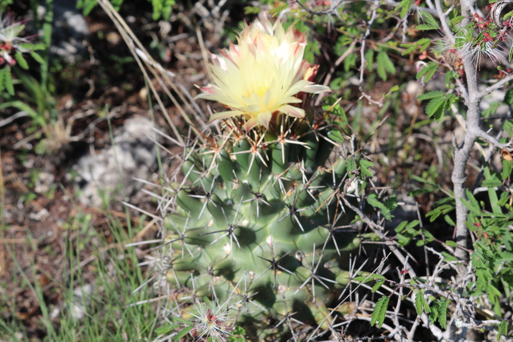 Coryphantha georgii (Coryphantha georgii)