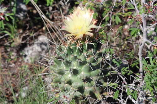 Coryphantha georgii