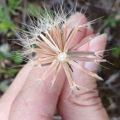 Porophyllum scoparium