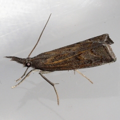 Neodactria caliginosellus