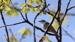 Vireo solitarius