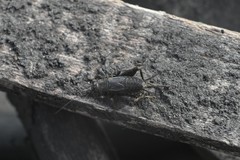 Modicogryllus frontalis