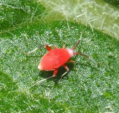 Coccobaphes frontifer