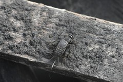 Modicogryllus frontalis