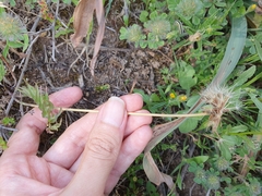 Porophyllum scoparium