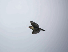 Sturnus vulgaris