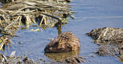 Ondatra zibethicus