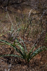 Chlorogalum grandiflorum