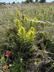 Castilleja citrina