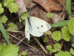 Pieris rapae