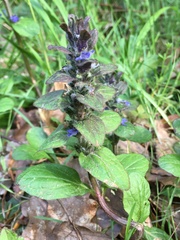 Ajuga reptans