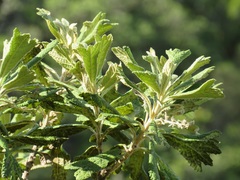 Tarchonanthus trilobus